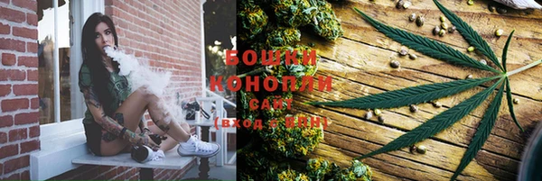 прущие грибы Вяземский
